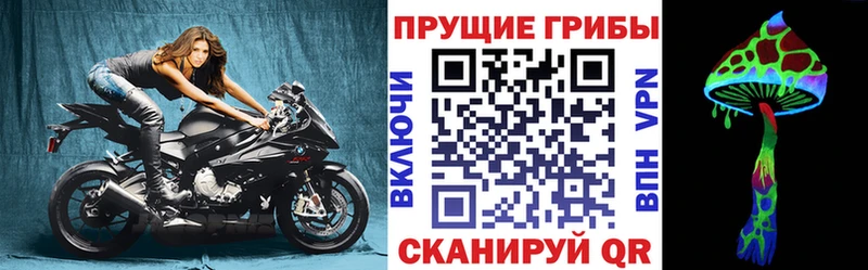 где найти наркотики  Советск  Псилоцибиновые грибы GOLDEN TEACHER 